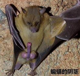动物的生殖器图片